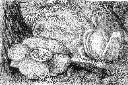 dibujo de raflesia arnoldi