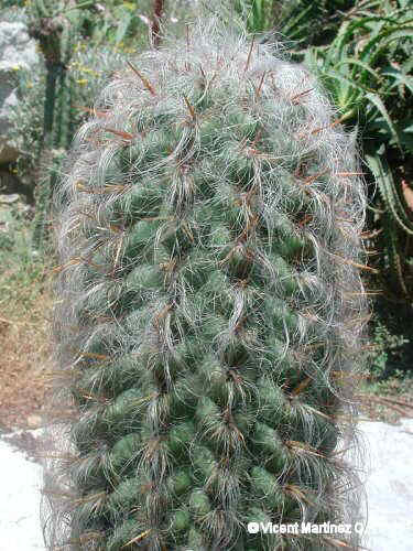 CACTUS PILOSO Viejo hombre de los Andes OREOCEREUS CELSIANUS