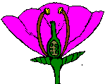 flor ovario semiinfero