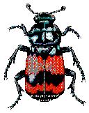 cucaracha