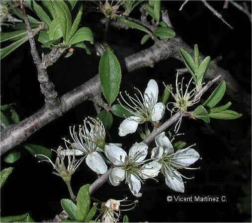 Prunus spinosa