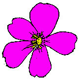 flor rosacea