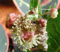 FLOWER OF CROTON