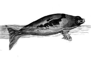 La foca de Groenlandia Pagophilus 