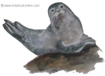foca común
