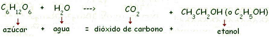 reaccion quimica levadura cerveza bebidas fermentadas