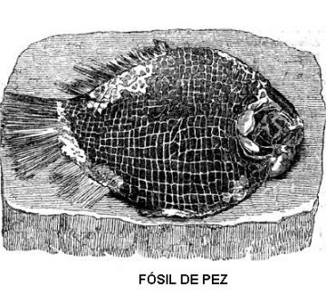 Fósil de pez