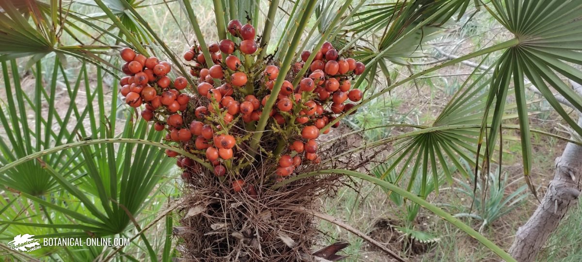 palmito (Chamaerops humilis)