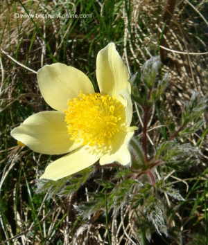 Pulsatilla alpina