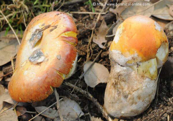 amanita