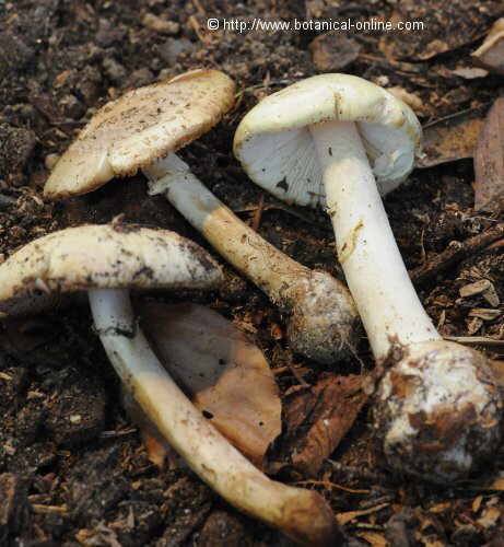 Amanita citrina seta