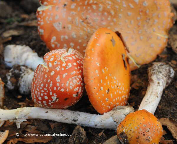 Amanita muscaria, alucinógena