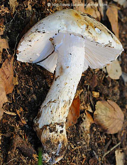 Amanita ovoidea