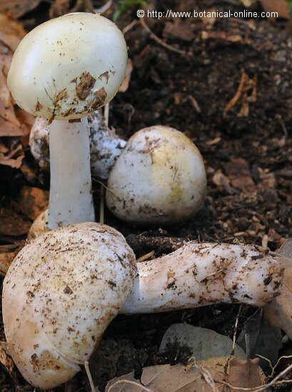 amanita phalloides