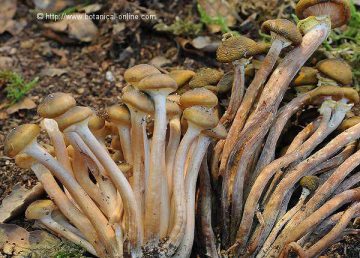 Hongo Armillaria mellea 