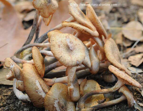 Hygrophorus gliocyclus