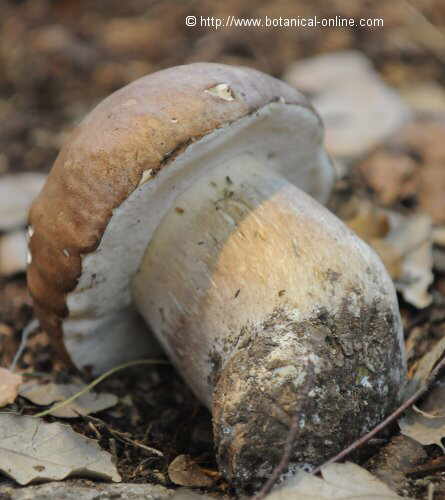 boletus aureus