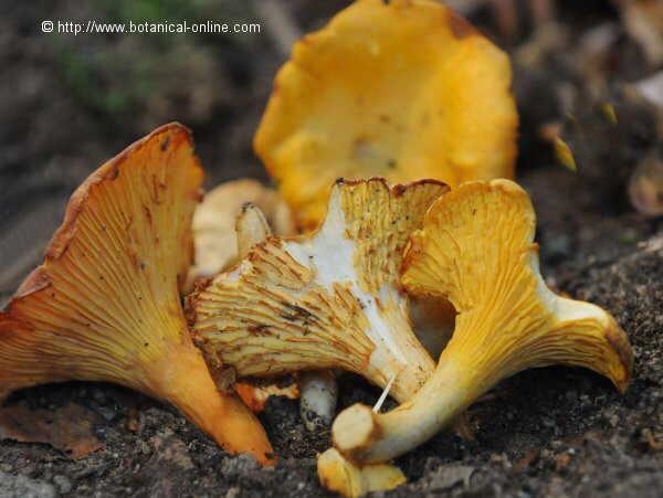 seta rebozuelo Cantharellus cibarius