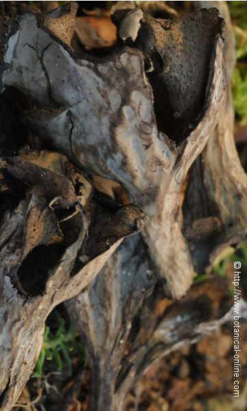 trompeta de los muertos