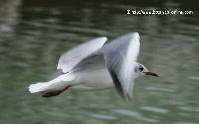 FOTO GAVIOTA