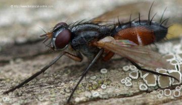 Taquínido (Cylindromyia spp.)