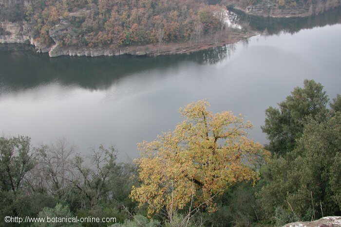 Paisaje de otoño