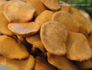 Gymnopilus spectabilis