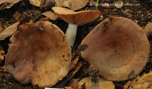 Lactarius chrysorrheus