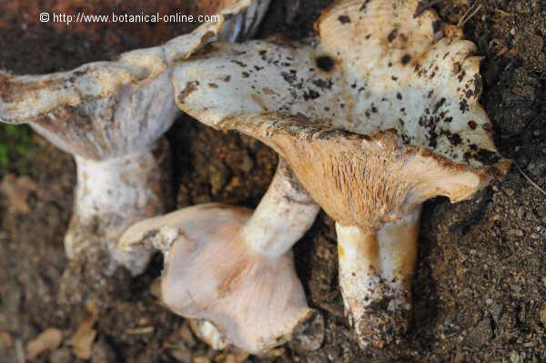 Lactarius controversus o lactario de los chopos