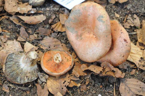 Lactarius sanguifluus