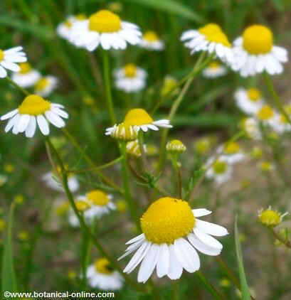 Plantas Medicinales Para El Dolor De Estomago Botanical Online