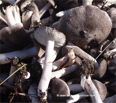 foto negrilla fredolic tricholoma