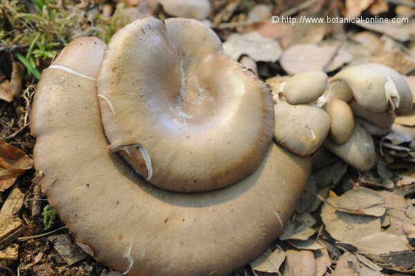 girgolas Pleurotus ostreatus setas