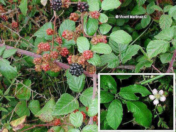 Rubus ulmifolius