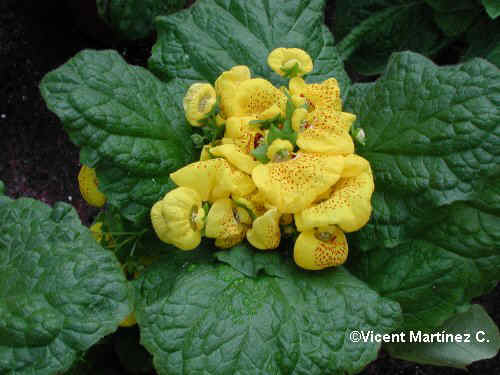 CALCEOLARIA