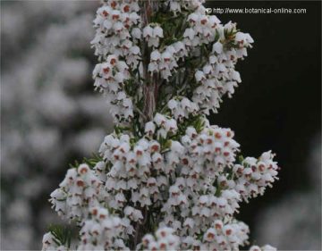 Erica arborea 