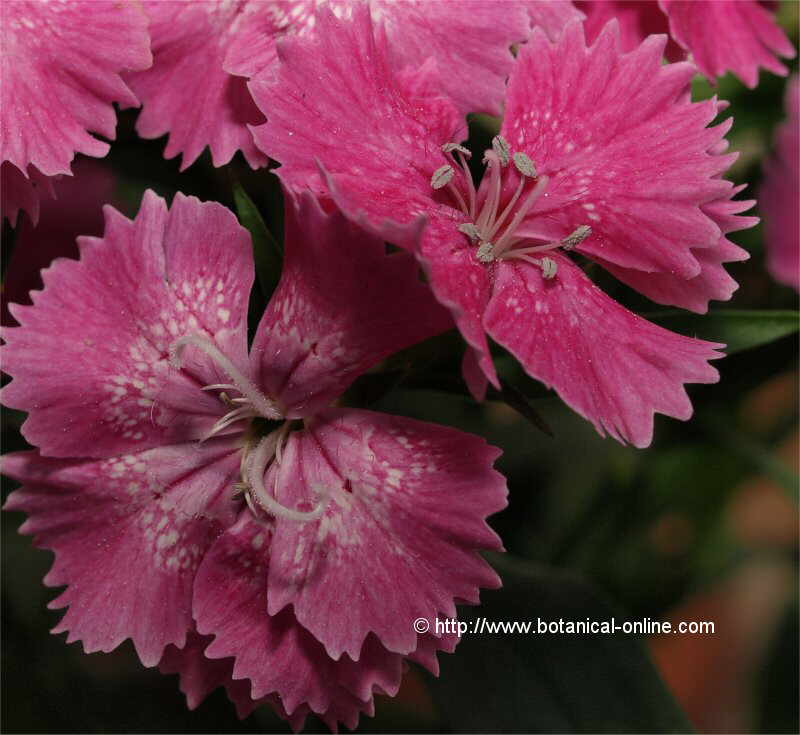 Dianthus sinensis