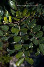hojas de algarrobo
