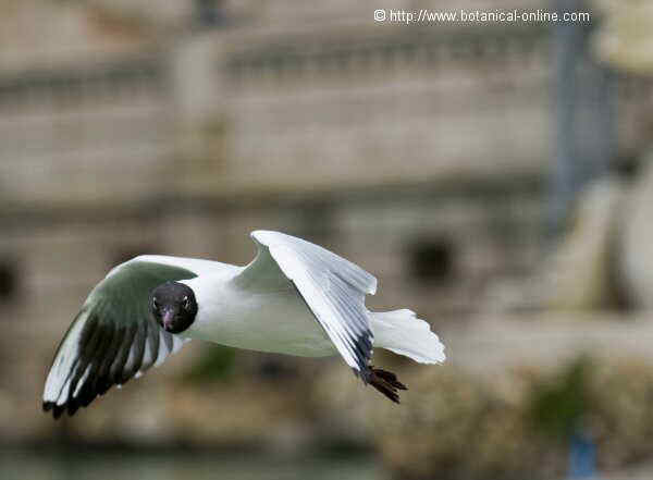 Gaviota reidora