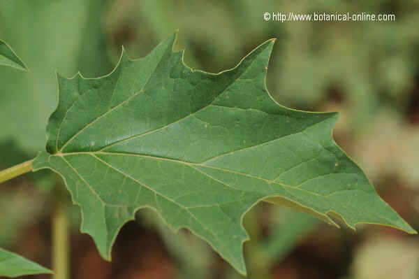 Hoja de estramonio