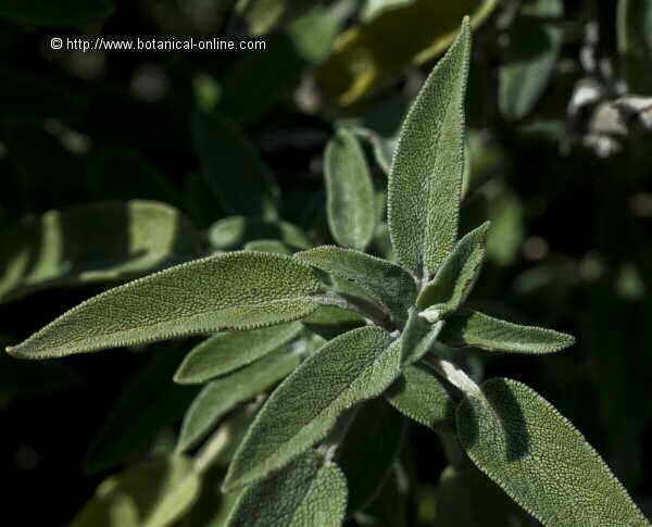 Hojas de salvia