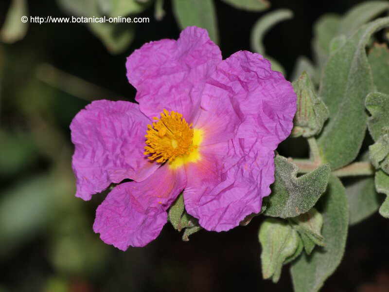 Cistus albidus