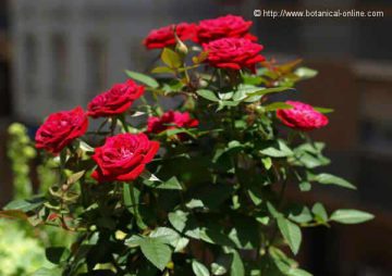 Cuidado en desconocido Rosas: características y tipos de flores – Botanical-online