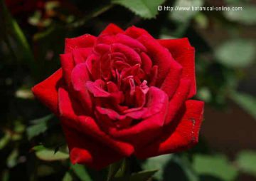 Rosas: características y tipos de flores – Botanical-online