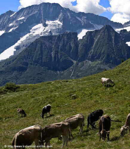 Foto de vacas en la montaña con nieve