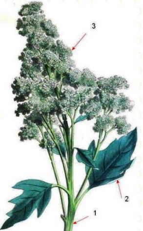 ilustracion chenopodium quinoa