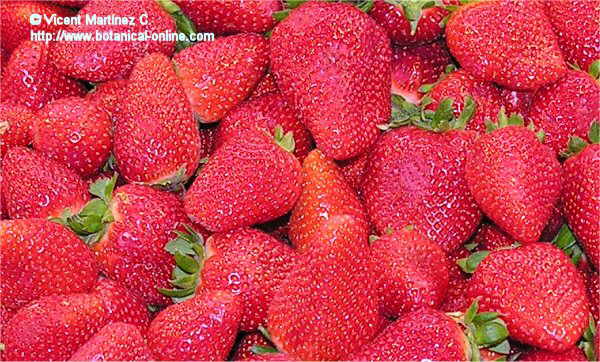 Fresas