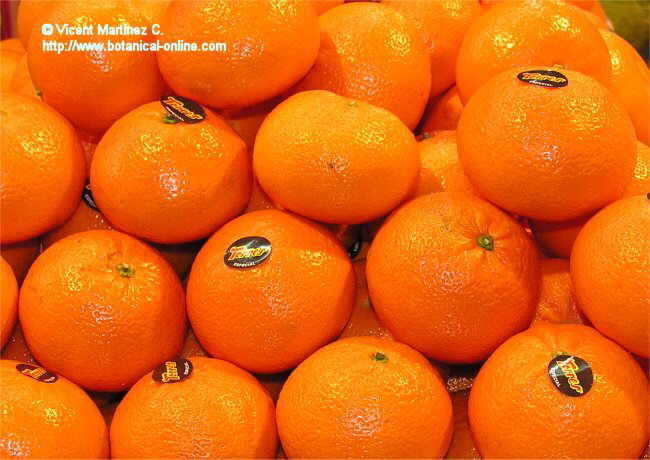 Foto de naranjas