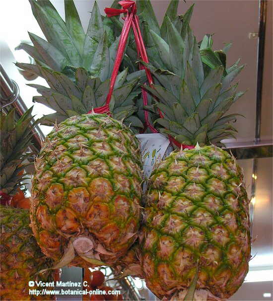 Ananas comosus