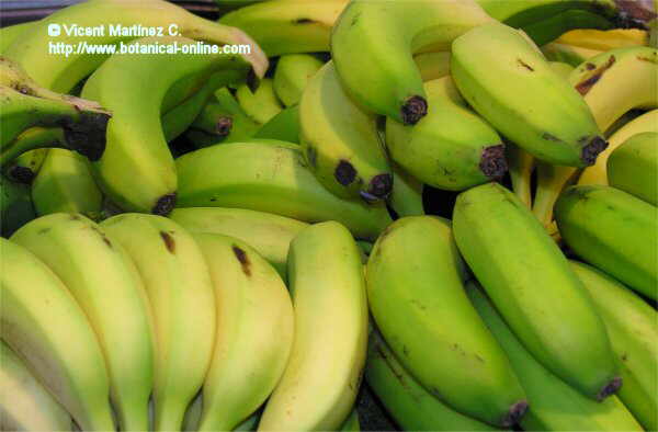 Foto de plátanos